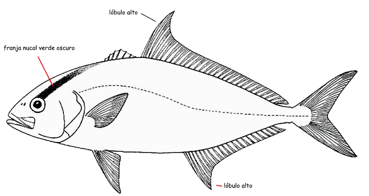 Seriola rivoliana_001.jpg